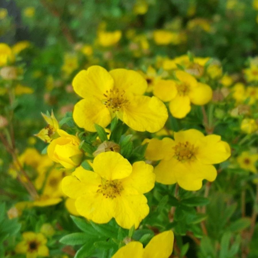 Лапчатка кустарниковая Саммерфлор, С3 Лапчатка кустарниковая Саммерфлор, С3 - Dolina-Sad.Ru