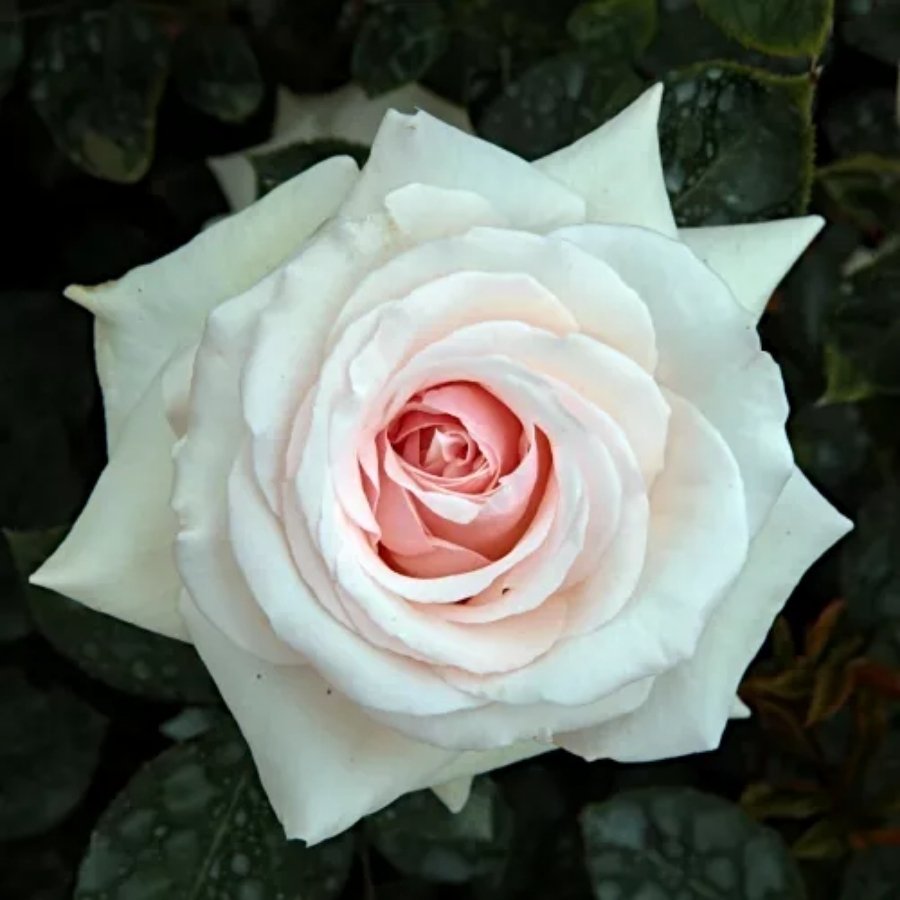 Роза штамбовая Шванензе - Dolina-Sad.Ru