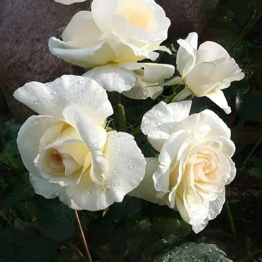 Роза Шневалцер Роза Шневалцер - Dolina-Sad.Ru