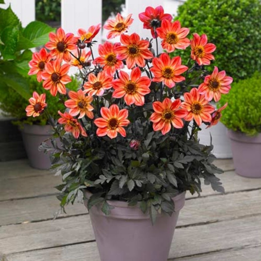 Георгина Хэппи Дэйс Ред Флэйм - Dolina-Sad.Ru