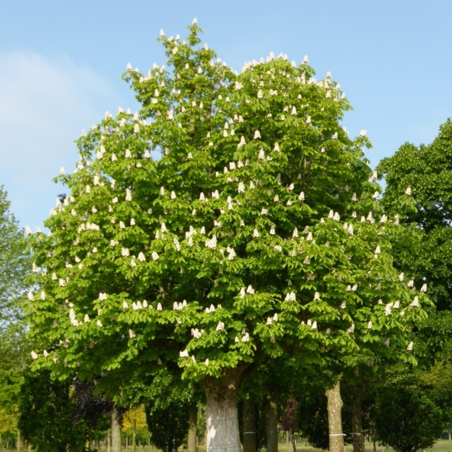 Конский каштан обыкновенный, С3 Конский каштан обыкновенный, С3 - Dolina-Sad.Ru