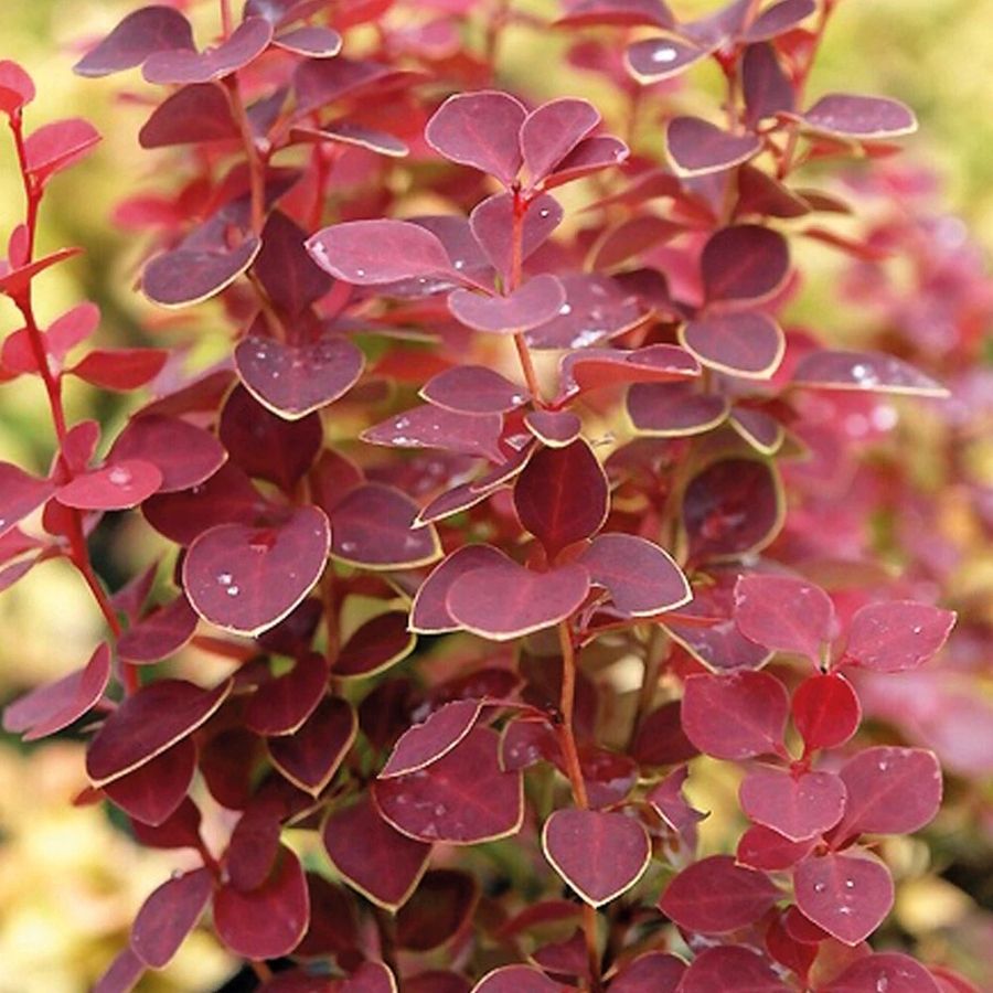 Барбарис Тунберга Чикита, С2 - Dolina-Sad.Ru