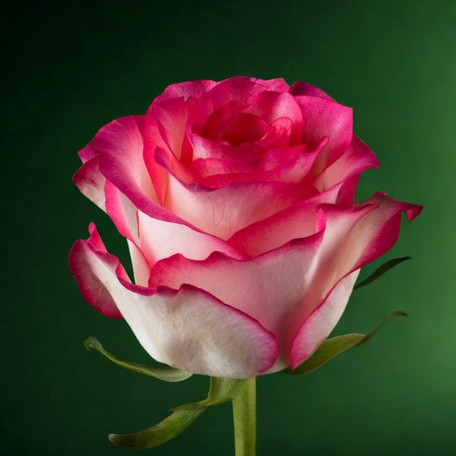 Роза Джумилия Роза Джумилия - Dolina-Sad.Ru