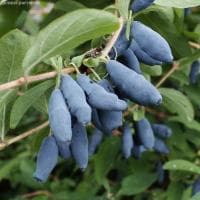 Жимолость Голубое веретено Жимолость Голубое веретено фото