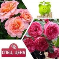 Набор роз флорибунда (Августа Луиза,Леонардо да Винчи) фото