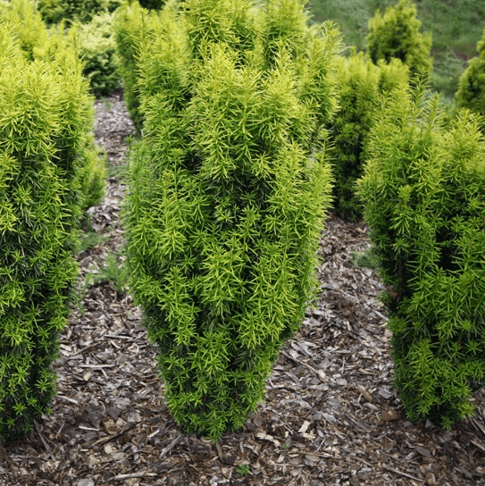 Тис средний грин рокет Тис средний грин рокет фото