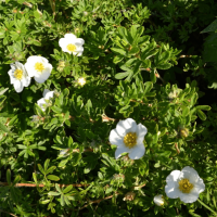 Лапчатка кустарниковая Медик Уилл Маунт Лапчатка кустарниковая Медик Уилл Маунт фото