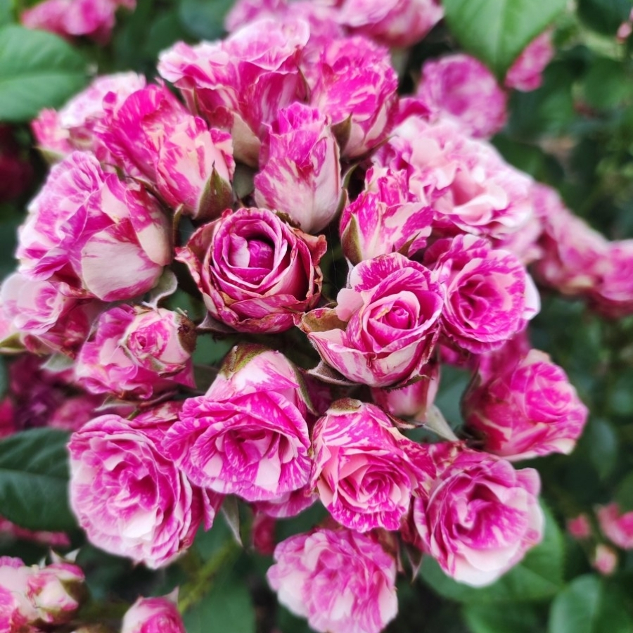 Роза Флешинг Роза Флешинг - Dolina-Sad.Ru