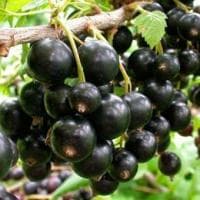 Смородина Геркулес фото