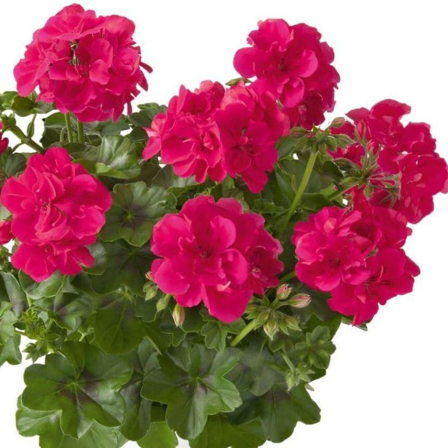 Пеларгония ампельная Санфлорис Пинк - Dolina-Sad.Ru