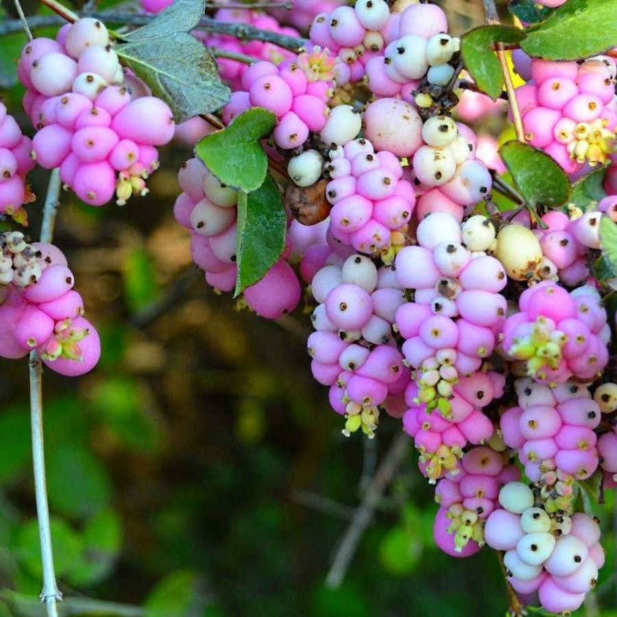 Снежноягодник Мазер оф Перл, С3 - Dolina-Sad.Ru