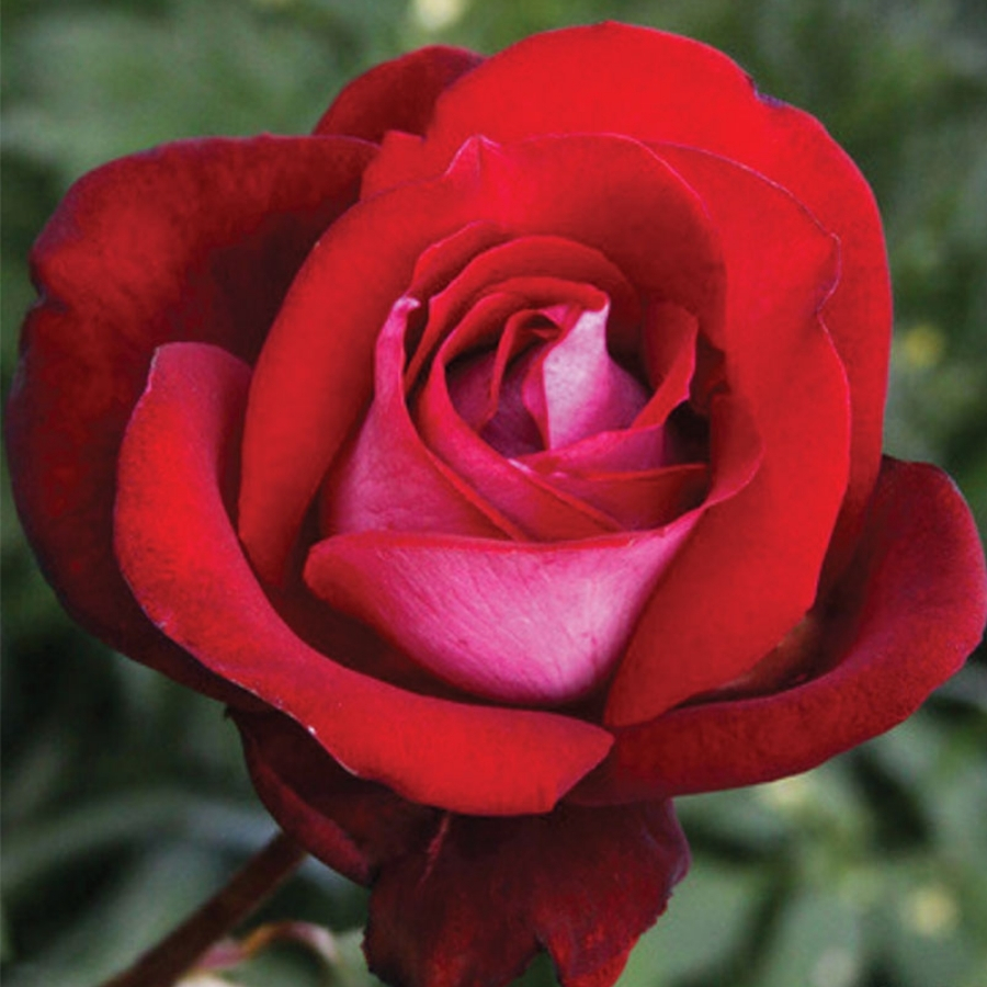 Роза Амазонка - Dolina-Sad.Ru