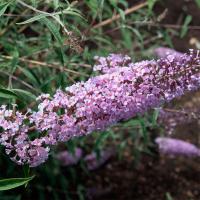 Буддлея Давида Нанхоэнсис Буддлея Давида Нанхоэнсис - Dolina-Sad.Ru