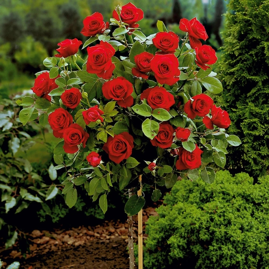 Роза штамбовая Гранд Гала - Dolina-Sad.Ru