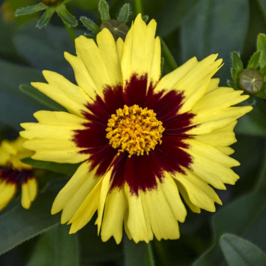 Кореопсис Аптик Ред Кореопсис Аптик Ред - Dolina-Sad.Ru