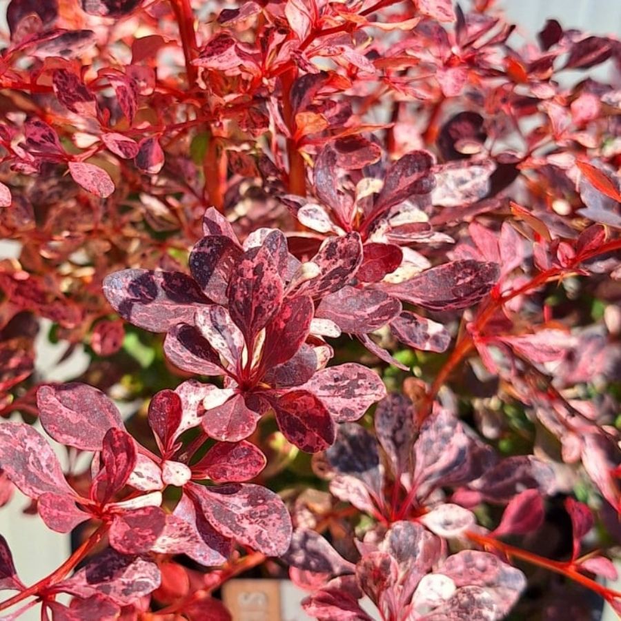 Барбарис Тунберга Фламинго, С2 - Dolina-Sad.Ru