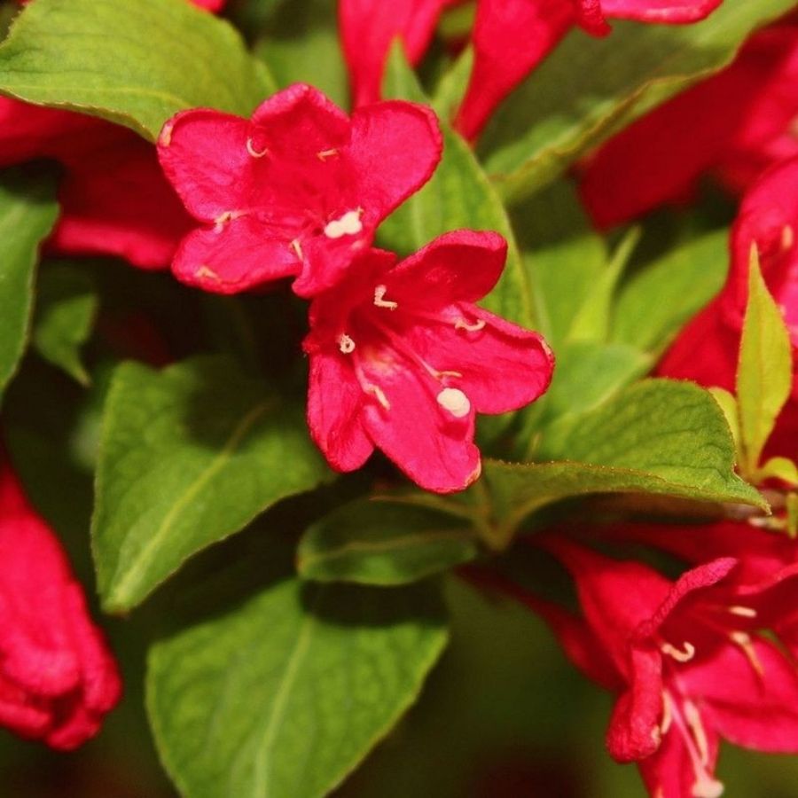 Вейгела Эвита, С3 Вейгела Эвита, С3 - Dolina-Sad.Ru