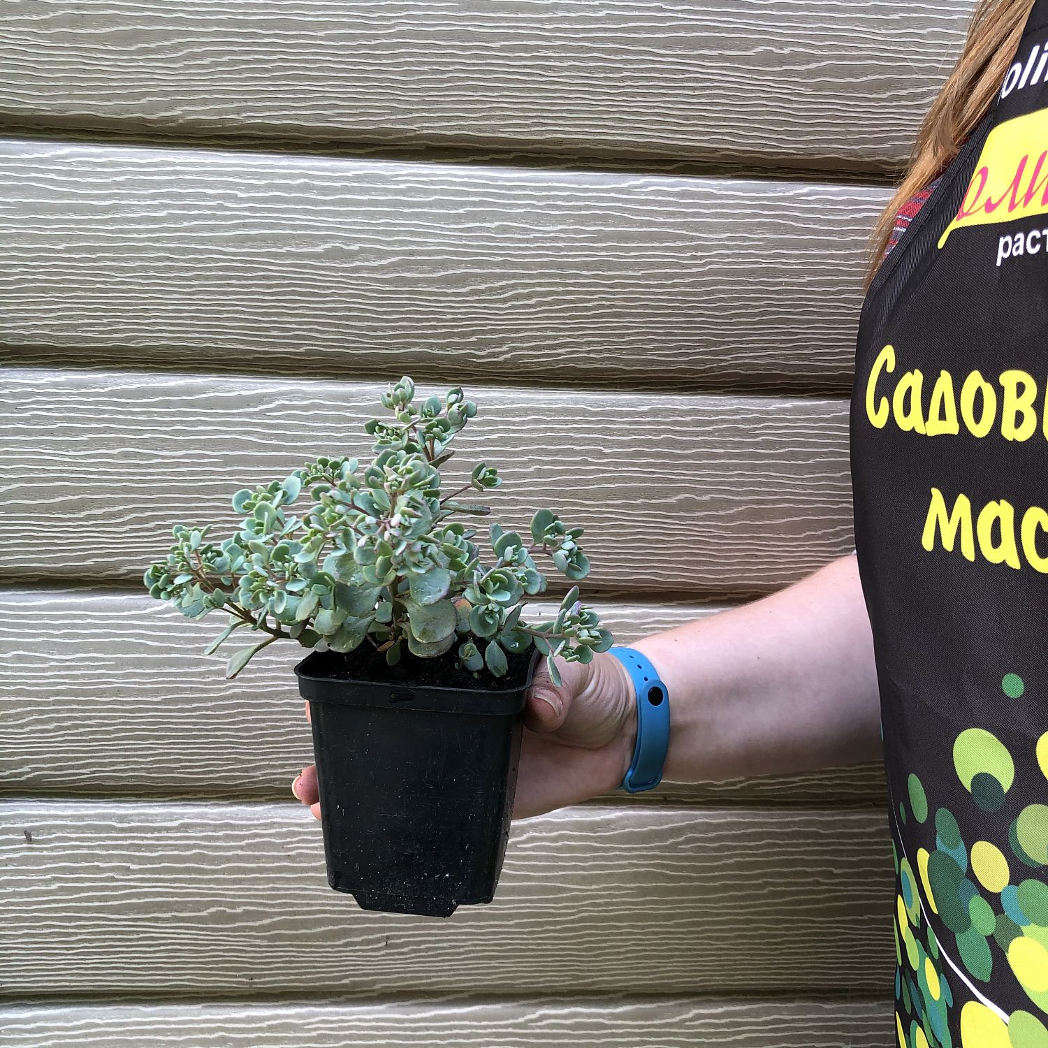 Седум скальный Руби Глоу Седум скальный Руби Глоу фото