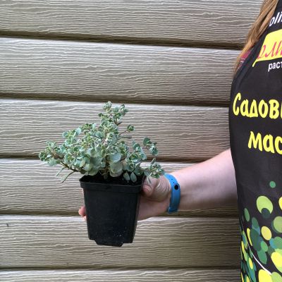 Седум скальный Руби Глоу Седум скальный Руби Глоу фото