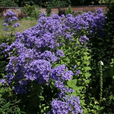 Колокольчик Причардс Вэрайети - Dolina-Sad.Ru