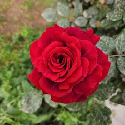 Роза Рафаэлло-2 Роза Рафаэлло-2 - Dolina-Sad.Ru