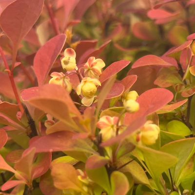 Брабарис тунберга Неон - Dolina-Sad.Ru