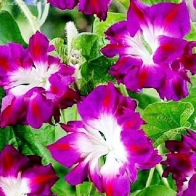 Ипомея Леди Гамильтон, Махровые Ипомея Леди Гамильтон, Махровые фото