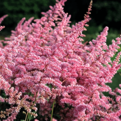 Астильба Арендса Каттлея , P9 Астильба Арендса Каттлея , P9 фото