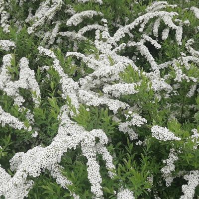 Спирея Аргута, С3 Спирея Аргута, С3 - Dolina-Sad.Ru