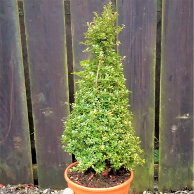 Падуб городчатый Самурай Падуб городчатый Самурай - Dolina-Sad.Ru