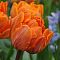 Тюльпан Орэндж Принцесс Тюльпан Орэндж Принцесс фото
