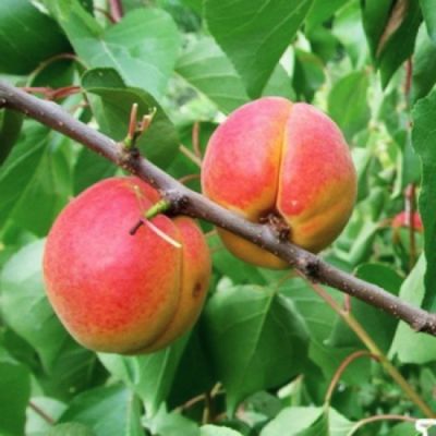 Абрикос Киевский Красень Абрикос Киевский Красень - Dolina-Sad.Ru