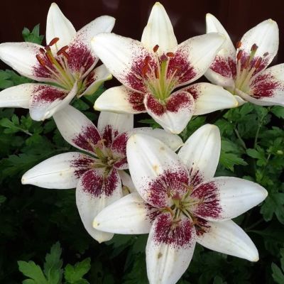 Лилия Уйат Пиксель Лилия Уйат Пиксель фото