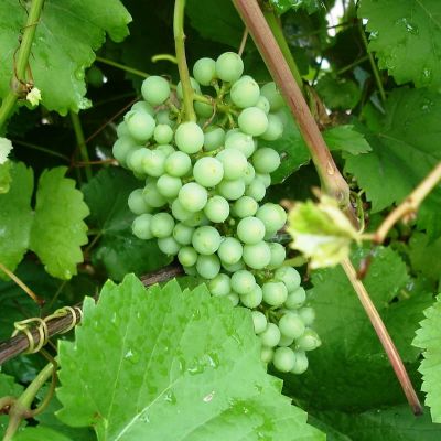 Виноград Алёшенькин Виноград Алёшенькин фото