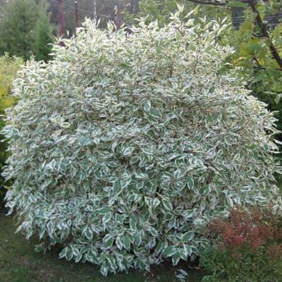 Дерен спорный Вариегата Дерен спорный Вариегата - Dolina-Sad.Ru