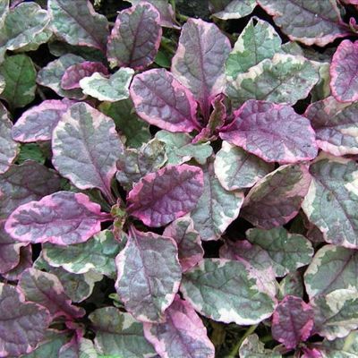 Живучка ползучая Бургунди Глоу - Dolina-Sad.Ru