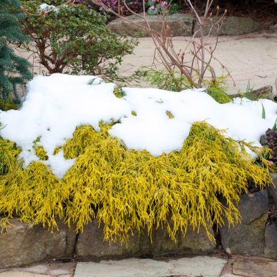 Кипарисовик горохоплодный Филифера Ауреа, С3 Кипарисовик горохоплодный Филифера Ауреа, С3 - Dolina-Sad.Ru