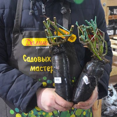 Роза Хоммаж Барбара Роза Хоммаж Барбара фото