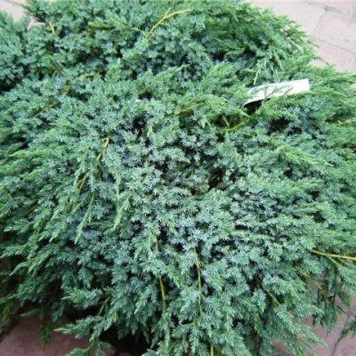 Можжевельник горизонтальный Вилтони Можжевельник горизонтальный Вилтони фото