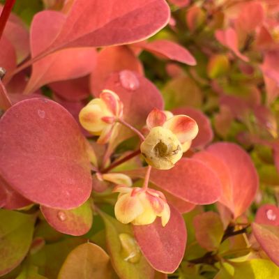 Брабарис тунберга Неон - Dolina-Sad.Ru