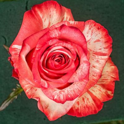 Роза Хайнт Твинкл - Dolina-Sad.Ru