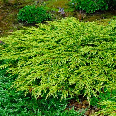 Можжевельник обыкновенный Голдшатц, С3 - Dolina-Sad.Ru