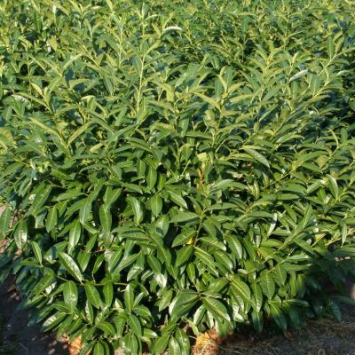 Лавровишня Херберги Лавровишня Херберги - Dolina-Sad.Ru