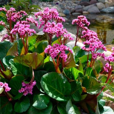 Бадан сердцелистный Пурпуреа Бадан сердцелистный Пурпуреа - Dolina-Sad.Ru