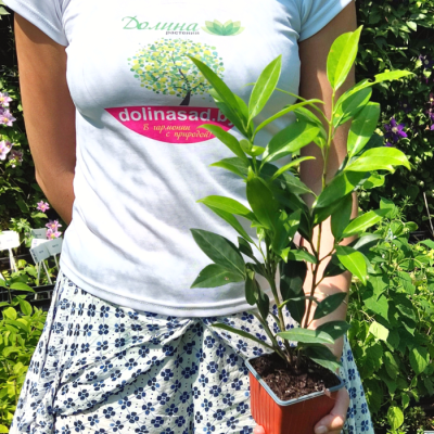 Лавровишня Херберги Лавровишня Херберги - Dolina-Sad.Ru