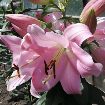 Лилия Белламонте - Dolina-Sad.Ru