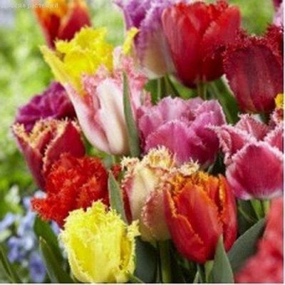 Микс Бахромчатых Тюльпанов Микс Бахромчатых Тюльпанов фото