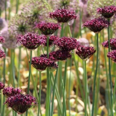 Аллиум Атропурпуреум Аллиум Атропурпуреум - Dolina-Sad.Ru