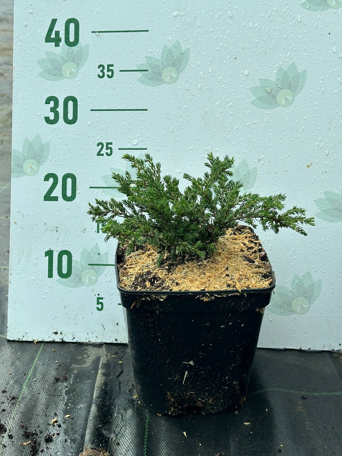 Можжевельник обыкновенный Репанда, С3 - Dolina-Sad.Ru