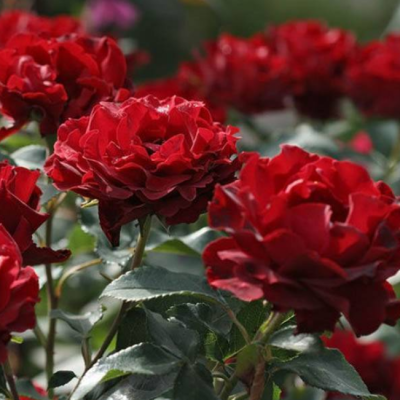 Роза Хоммаж Барбара Роза Хоммаж Барбара фото